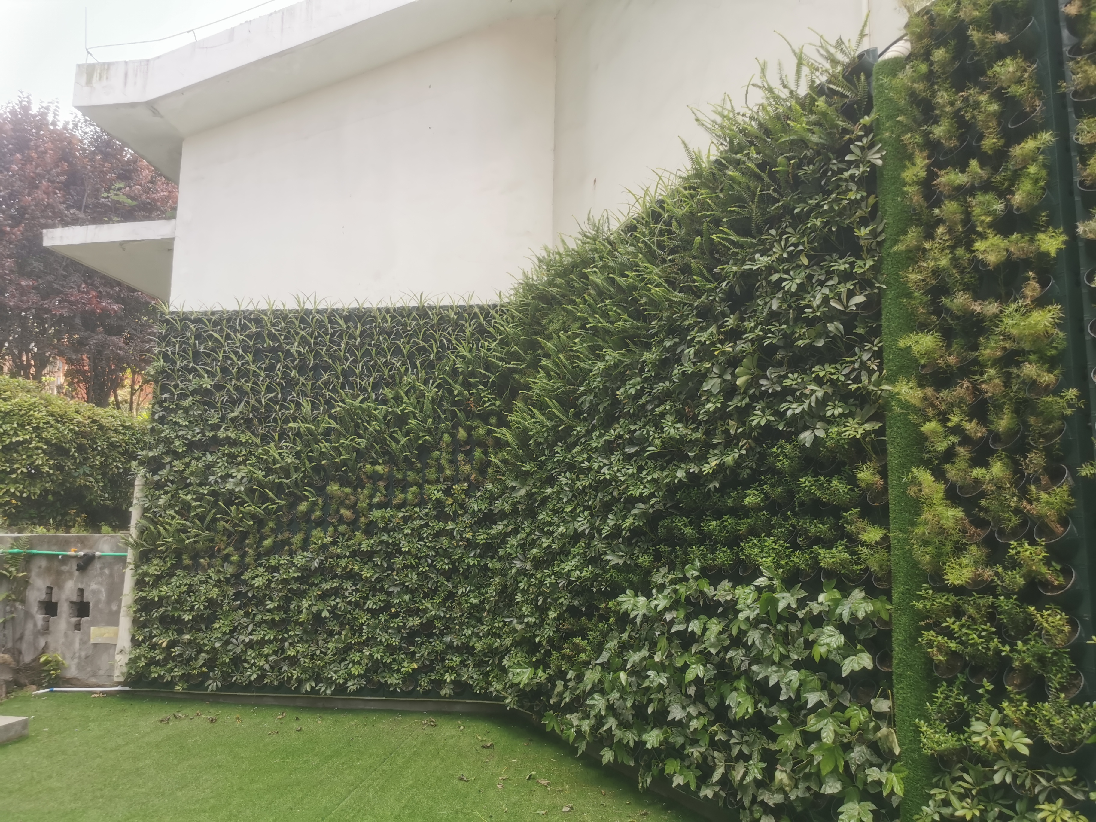 重慶擋墻綠化，重慶垂直綠化：讓坡坎崖煥發(fā)生態(tài)新生